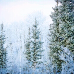 40 Below, Sara MacIntyre, Metalic Canvas, 8 x 12, $253 40 Below, Sara MacIntyre, Metalic Canvas, 8 x 12, $253