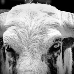 Bullseye, Melanie Alde, Melalic Canvas, 9 x 36, $390 Bullseye, Melanie Alde, Melalic Canvas, 9 x 36, $390