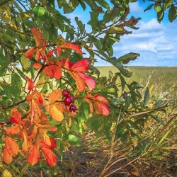 Fall Rose Lowe Lake, Marilyn Grubb, $250, Fall Rose Lowe Lake, Marilyn Grubb, $250,