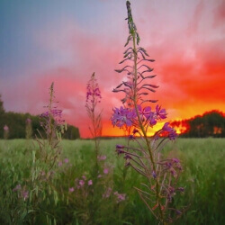 Fireweed, Sara MacIntyre, Metalic Canvas, 18 x 12 $253 Fireweed, Sara MacIntyre, Metalic Canvas, 18 x 12 $253