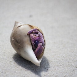 Get Out of Your Shell and See the World, Melanie Alde, Metalic Canvas Wrap,18 x 12, $300 Get Out of Your Shell and See the World, Melanie Alde, Metalic Canvas Wrap,18 x 12, $300