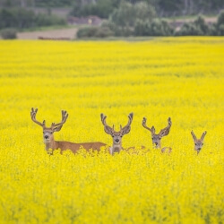 Oh deer, Gail Jones, 20 x 14, $250 Oh deer, Gail Jones, 20 x 14, $250