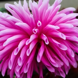 Pink Cactus Dahlia of San Francisco, Melanie Alde, Metalic Canvas Wrap, 40 x 36, $825 Pink Cactus Dahlia of San Francisco, Melanie Alde, Metalic Canvas Wrap, 40 x 36, $825