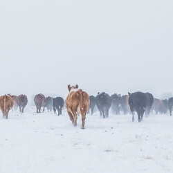 Snowy Cows, Gail Jones, 24 x 16, $280 Snowy Cows, Gail Jones, 24 x 16, $280