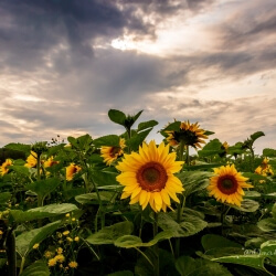 Sunny Flowers and Cloudy Skies, Gail Jones, 20 x 16, $265 Sunny Flowers and Cloudy Skies, Gail Jones, 20 x 16, $265